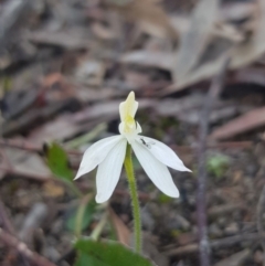 Caladenia fuscata at Downer, ACT - suppressed