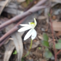 Caladenia fuscata at Downer, ACT - suppressed