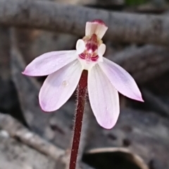 Caladenia fuscata (Dusky Fingers) at Mulligans Flat - 13 Sep 2020 by DerekC