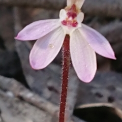 Caladenia fuscata at Forde, ACT - suppressed