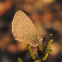 Zizina otis (Common Grass-Blue) at Tennent, ACT - 17 May 2020 by michaelb