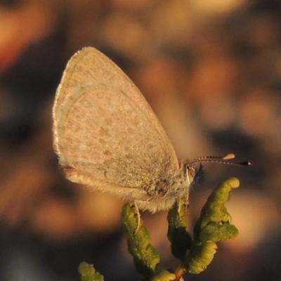 Zizina otis (Common Grass-Blue) at Tennent, ACT - 17 May 2020 by MichaelBedingfield