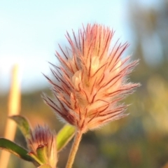 Trifolium arvense var. arvense (Haresfoot Clover) at Tennent, ACT - 17 May 2020 by MichaelBedingfield