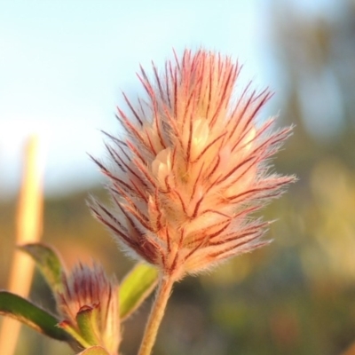 Trifolium arvense var. arvense (Haresfoot Clover) at Tennent, ACT - 17 May 2020 by michaelb