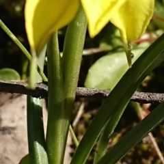 Diuris chryseopsis (Golden Moth) at Mulligans Flat - 13 Sep 2020 by DerekC