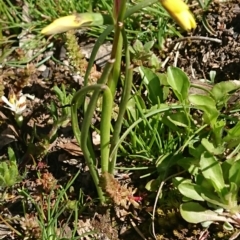Diuris chryseopsis at Forde, ACT - 13 Sep 2020