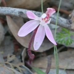 Caladenia fuscata (Dusky Fingers) at Forde, ACT - 13 Sep 2020 by DerekC