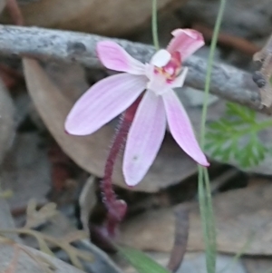 Caladenia fuscata at Forde, ACT - 13 Sep 2020