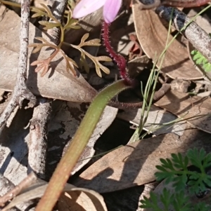 Caladenia fuscata at Forde, ACT - 13 Sep 2020