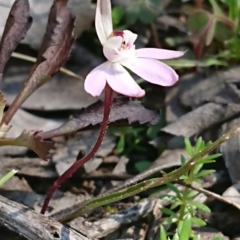 Caladenia fuscata (Dusky Fingers) at Forde, ACT - 13 Sep 2020 by DerekC