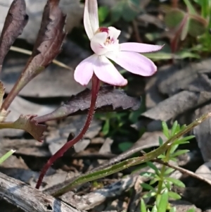 Caladenia fuscata at Forde, ACT - 13 Sep 2020