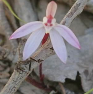 Caladenia fuscata at Forde, ACT - 13 Sep 2020