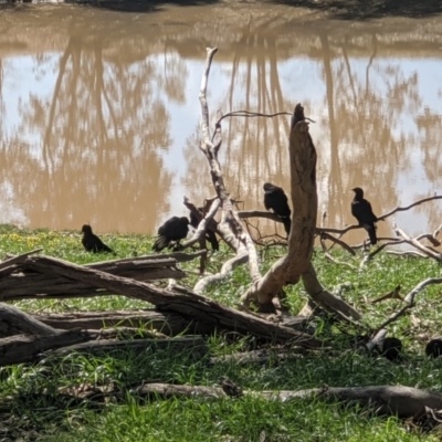 Corcorax melanorhamphos (White-winged Chough) at Red Light Hill Reserve - 14 Sep 2020 by ChrisAllen