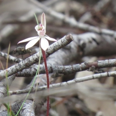 Caladenia fuscata (Dusky Fingers) at Tuggeranong DC, ACT - 13 Sep 2020 by SandraH