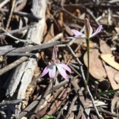 Caladenia fuscata (Dusky Fingers) at Bruce Ridge - 14 Sep 2020 by mtchl