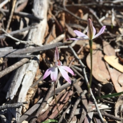 Caladenia fuscata (Dusky Fingers) at Bruce, ACT - 14 Sep 2020 by mtchl