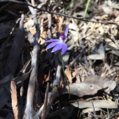 Cyanicula caerulea (Blue Fingers, Blue Fairies) at O'Connor, ACT - 14 Sep 2020 by mtchl