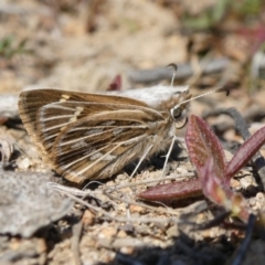 Herimosa albovenata (White-veined Sand-skipper) at Tuggeranong Hill - 14 Sep 2020 by Owen