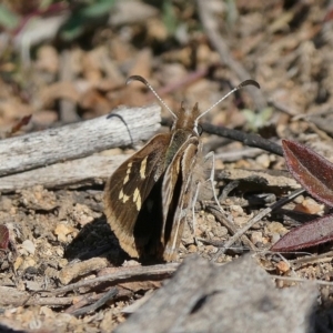 Herimosa albovenata at Theodore, ACT - 14 Sep 2020