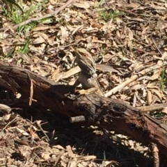 Pogona barbata at Aranda, ACT - 14 Sep 2020