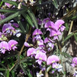 Glycine clandestina at Hawker, ACT - 12 Sep 2020 03:17 PM