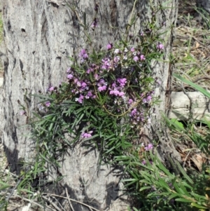 Glycine clandestina at Hawker, ACT - 12 Sep 2020 03:17 PM