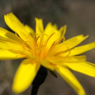 Microseris lanceolata at Goorooyarroo NR (ACT) - 13 Sep 2020 by JasonC