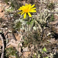 Microseris walteri (Yam Daisy, Murnong) at Throsby, ACT - 14 Sep 2020 by JasonC