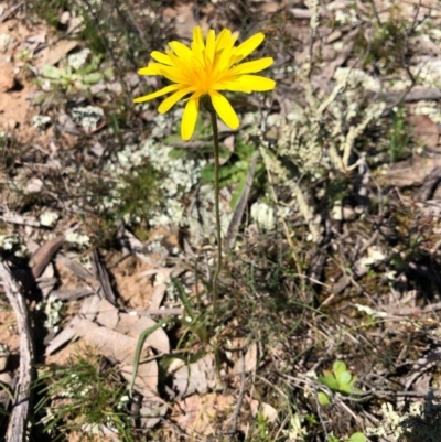 Microseris walteri (Yam Daisy, Murnong) at Throsby, ACT - 14 Sep 2020 by JasonC