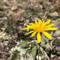 Microseris walteri at Goorooyarroo NR (ACT) - 14 Sep 2020