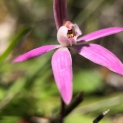 Caladenia fuscata (Dusky Fingers) at Goorooyarroo NR (ACT) - 13 Sep 2020 by JasonC