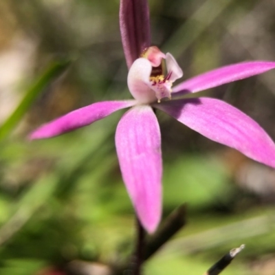 Caladenia fuscata (Dusky Fingers) at Goorooyarroo NR (ACT) - 13 Sep 2020 by JasonC