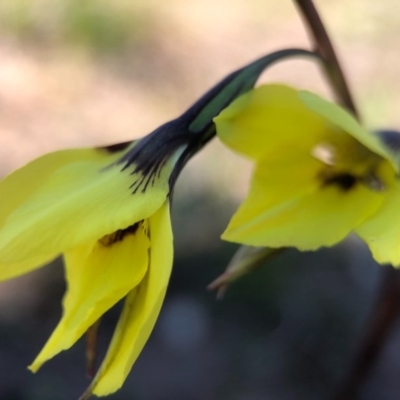 Diuris chryseopsis (Golden Moth) at Throsby, ACT - 14 Sep 2020 by JasonC