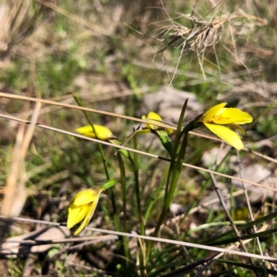 Diuris chryseopsis (Golden Moth) at Throsby, ACT - 14 Sep 2020 by JasonC