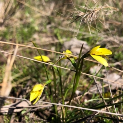 Diuris chryseopsis (Golden Moth) at Goorooyarroo NR (ACT) - 13 Sep 2020 by JasonC