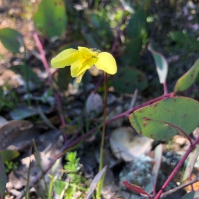 Diuris chryseopsis (Golden Moth) at Goorooyarroo NR (ACT) - 13 Sep 2020 by JasonC