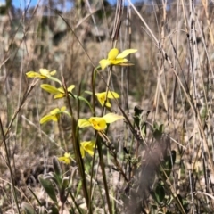 Diuris chryseopsis (Golden Moth) at Throsby, ACT - 13 Sep 2020 by JasonC