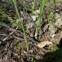 Microtis sp. (Onion Orchid) at Theodore, ACT - 13 Sep 2020 by Owen