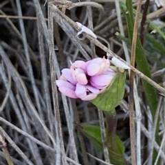 Wurmbea dioica subsp. dioica (Early Nancy) at Throsby, ACT - 14 Sep 2020 by JVR
