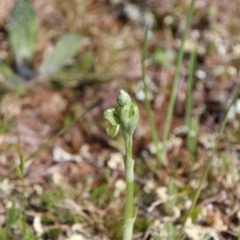 Hymenochilus sp. (A Greenhood Orchid) at Mount Majura - 13 Sep 2020 by petersan