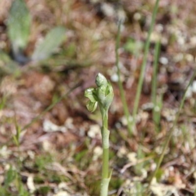 Hymenochilus sp. (A Greenhood Orchid) at Majura, ACT - 14 Sep 2020 by petersan