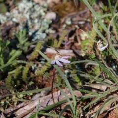 Caladenia fuscata (Dusky Fingers) at Mount Majura - 13 Sep 2020 by petersan
