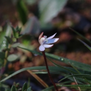 Caladenia fuscata at Majura, ACT - 14 Sep 2020