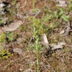Hymenochilus bicolor (Black-tip Greenhood) at Mount Majura - 13 Sep 2020 by petersan