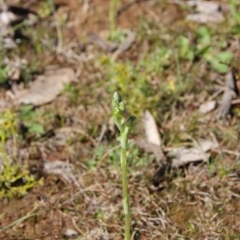 Hymenochilus bicolor (Black-tip Greenhood) at Majura, ACT - 13 Sep 2020 by petersan