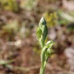 Hymenochilus bicolor (ACT) = Pterostylis bicolor (NSW) at Majura, ACT - suppressed