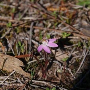 Caladenia fuscata at Majura, ACT - suppressed