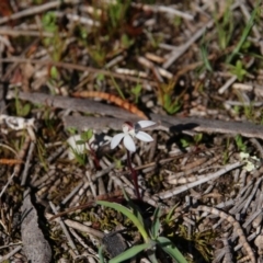 Caladenia fuscata at Majura, ACT - suppressed