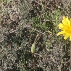 Microseris walteri (Yam Daisy, Murnong) at Lake George, NSW - 14 Sep 2020 by MPennay