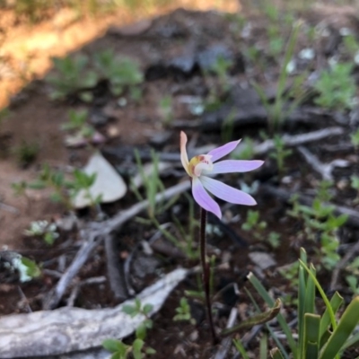 Caladenia fuscata (Dusky Fingers) at Majura, ACT - 14 Sep 2020 by JasonC